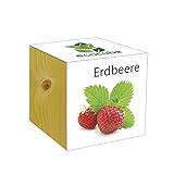 Extragifts ecocube Fragola - piante nel cubo di legno foto / EUR 9,99