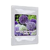 Semi d’aglio gigante (Allium giganteum), misto viola e bianco, 60 semi, pianta decorativa resistente all’inverno foto / EUR 6,95