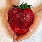 Visa Store Semi di fragola rossa gigante di Davitu 100Pcs Semi di Heirloom Super Japan Strawberry Garden foto / 