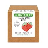 Garden Pocket - Fai crescere le tue FRAGOLE ROSSE - Kit di germinazione foto / EUR 14,90