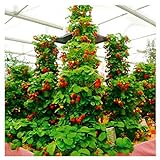 100pcs / confezione gigante di fragola fragola scalare big red piante semi a casa garden foto / EUR 1,99