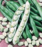 Shoopy Star Semi di zucca zucchine Beloplodny Bianco Verdura Organic Heirloom Russia Ucraina foto / 