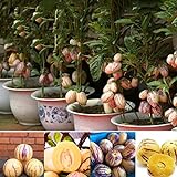 Ncient 20 Semi Sementi di Melone Raro Semi di Frutti Rari Semi di Fiori Profumati Piante per Orto Giardino Balcone Interni ed Esterni foto / EUR 0,99