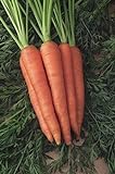 Shoopy Star 1500+ Seeds: Semi di Carota: Danvers 126 Carrot Seed Seed Fresh! foto / 