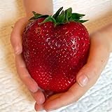 Semi sellify Egrow 100Pcs gigante rosso fragola Heirloom Super Seeds Giappone Strawberry Garden foto / EUR 3,40