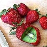 Kisshes Giardino - Raro innesto di semi di kiwi fragola Semi di frutta biologica dolce per la tua casa o balcone bello e multicolore foto / EUR 2,59