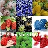 12 tipi di semi di fragola diversi (verde, bianco, nero, rosso, blu, Giant, MINI, bonsai, normale Rosso, Pineberry fragola) foto / EUR 15,72