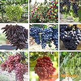 Pinkdose 50 semi-misto dita di semi d'uva-Bellezza piantina Nero Verde Arcobaleno-Zuccherino dolce uva frutta rossa per il giardino delle piante-Land Miracle foto / 