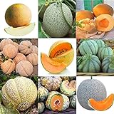 Portal Cool 11: 20 Pz/borsa Semi di melone Delicious Melone Seeds Home Garden Plants Btl8 foto / EUR 9,99