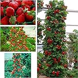 gigante rosso scalare fragola Semi di frutta per casa e giardino fai da te rari semi per bonsai - 10pcs / lot foto / EUR 0,99