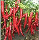 50 pc / sacchetto gigante rossa di peperoncino Spezie piccanti Peperoncino piante Semi Piante giardino di casa foto / EUR 2,99