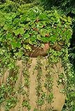 Semi di Attila selvatici di fragola - Fragaria vesca foto / EUR 6,19
