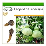 SAFLAX - Calabaza de peregrino - 15 semillas - Con sustrato estéril para cultivo - Lagenaria siceraria foto / 4,45 €