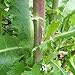 photo Wild Lettuce Seeds (Lactuca virosa) Packet of 50 Seeds