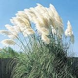 Giant White Pampas Grass Seeds - 100 Seeds - Ships from Iowa, Made in USA photo / $6.29 ($0.06 / Count)