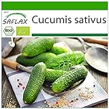 SAFLAX - Ecológico - Pepino - Uva de las colinas - 15 semillas - Cucumis sativus foto / 3,95 €