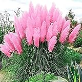 Giant Pink Pampas Grass Seeds - 500 Seeds - Ships from Iowa, Made in USA - Ornamental Landscape Grass or Privacy Plant photo / $8.98 ($0.01 / Count)