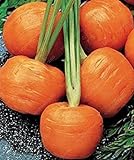 SEMI PLAT firm-100pcs / bag parigino semi di carota non OGM Vegetable Seeds cucina Assisted Nutrizione Outdoor Vaso da fiori per il giardino domestico foto / EUR 12,99