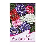 Kofun, bustina di semi di piante da fiore belle e vivaci [etichetta in lingua italiana non garantita], Verbena, 1 Bag foto / EUR 3,43