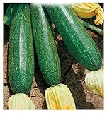 40 C.ca Semi Zucchino Ambassador Hybrid - Cucurbita Pepo In Confezione Originale Prodotto in Italia - Zucchine foto / EUR 7,40