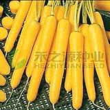 AGROBITS 100 semi/pack di semi di carota gialla semi di ravanello verdure foto / EUR 8,71