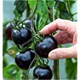 Black tomatoes. kumato tomato - 25 Seeds - Slicing tomato - SPANISH Heirloom photo / $4.99 ($0.20 / Count)