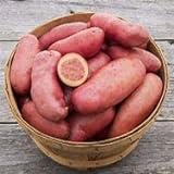 Seed Potatoes for Planting French Fingerling 5lbs. photo / $19.97 ($0.25 / Ounce)