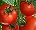 foto Tomaten Samen Tomaten Saat Saatgut Tomaten Tomatensamen Tomatensamen (IDEAL)