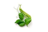 Pea Seeds for Planting - Sprouting - Microgreens - Oregon Sugar Pod II - About 100 Vegetable Seeds! photo / $6.99