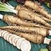 foto Genipap 20 Semillas de hortalizas de rábano picante ruso Blanco.