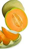 Burpee Hale's Best Jumbo Cantaloupe Melon Seeds 200 seeds photo / $6.20