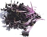 BIO Keimsprossen Radies Vulcano Samen für die Sprossenanzucht Sprossen Microgreen Mikrogrün (250 g) foto / 14,95 € (149,50 € / KG)