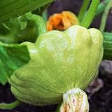 TomorrowSeeds - Benning's Green Tint Patty Pan Seeds - 60+ Count Packet - Bush Scallop Summer Squash Patisson Scallopini Vegetable Seed photo / $8.80 ($0.15 / Count)