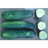 County Fair F1 Hybrid Cucumber Seeds (40 Seed Pack) photo / $5.19