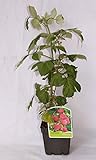 Frambuesa roja (maceta 2 litros) - Arbusto frutal vivo foto / 10,50 €