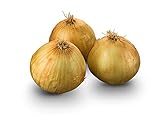 Texas Early Grano Onions Seeds, 300 Heirloom Seeds Per Packet, Non GMO Seeds, Botanical Name: Allium cepa, Isla's Garden Seeds photo / $5.99 ($0.02 / Count)