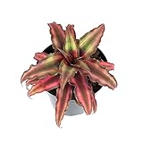 Plants for Pets Live Bromeliad Plant, Cryptanthus Bivittatus Bromeliads, Potted Houseplants with Planter Pot, Perennial Plants for Home Décor or Outdoor Garden, Fully Rooted in Potting Soil photo / $16.23