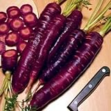 Purple Dragon Carrot 350 Seeds - Absolutely unique! photo / $1.95 ($0.01 / Count)