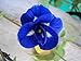 foto Tara-jardín de 50 semillas mariposa azul semillas de guisante CLITORIA ternatea vid de la flor Oganic NATIVE
