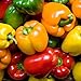 photo Rainbow Blend Sweet Bell Pepper Seeds, 50+ Premium Heirloom Seeds,So Much Fun!! A Must Have for Your Home Garden! (Isla's Garden Seeds), Non GMO, 85-90% Germination Rates, Seeds