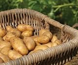 Russet Seed Potatoes NON-GMO photo / $14.99