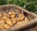 photo Russet Seed Potatoes NON-GMO