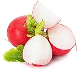 Cherry Belle Radish Seeds | Vegetable Seeds for Planting Outdoor Gardens | Heirloom & Non-GMO | Planting Instructions Included photo / $6.95