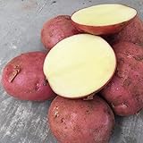 200 Stück Kartoffelsamen Schnell wachsende hoch ertragreiche rote hoch ertragreiche Gemüsesamen für den Garten - Kartoffelsamen foto / 8,78 €