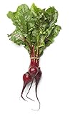 Beet Seeds for Planting - Sprouting - Microgreens - About 500 Bulls Blood Vegetable Seeds to Plant! photo / $5.98