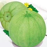 20 Seeds of Japanese Sakata Melon - Sweet Fragrant Melon - Green Muskmelon Seeds photo / $13.79