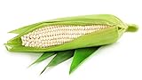 Silver Queen White Corn, 50 Heirloom Seeds Per Packet, Non GMO Seeds photo / $6.25 ($0.12 / Count)