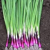 Scallion “Red Beard” – Bunching Onion Type - Resilient Green Onion Variety | Heirlooms Seeds by Liliana's Garden | photo / $6.95