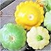 photo TomorrowSeeds - 3 Colors Mix Patty Pan Squash Seeds - 20+ Count Packet - Yellow, Green Tint, White Bush Scallop Summer Patisson Scallopini