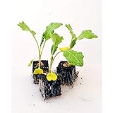 Gemüsepflanzen - Kohlrabi/Weisser - Brassica oleracea var. gongylodes - 12 Pflanzen foto / 5,90 € (0,49 € / Stück)